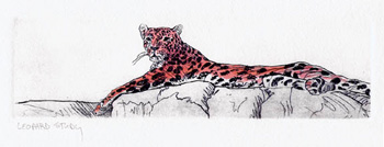 Leopard Study