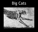 big cats