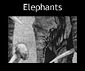 elephants