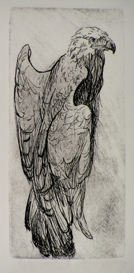 Eagle Study