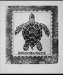 Condemned1: Green Sea Turtle