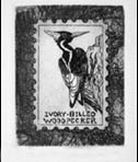 Evicted3: Ivory Billed Woodpecker