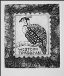 Evicted2: Western Tragopan